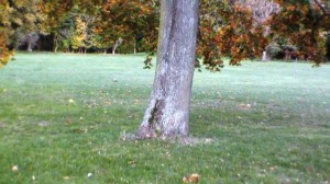 Baum